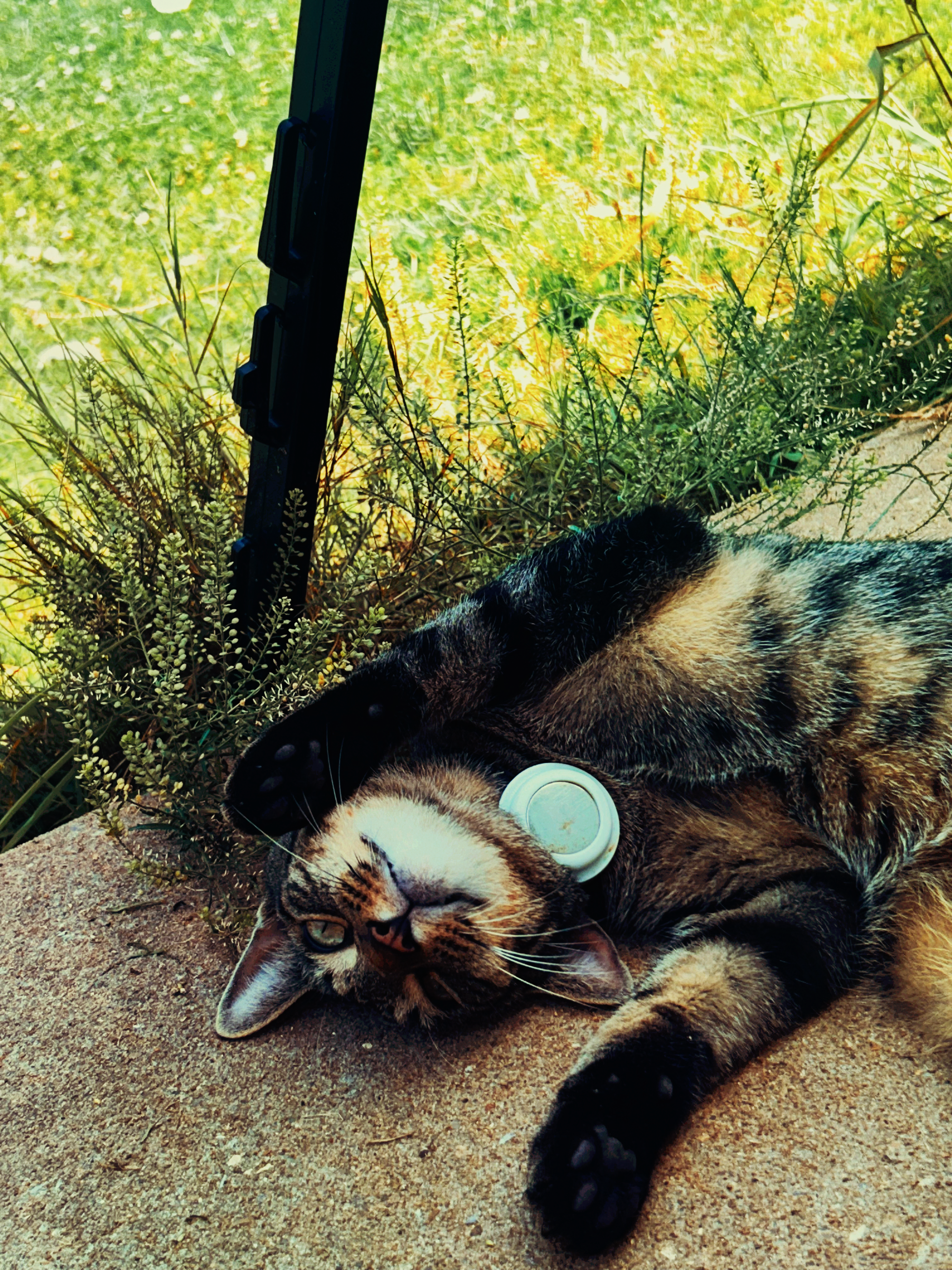 Photo of my cat